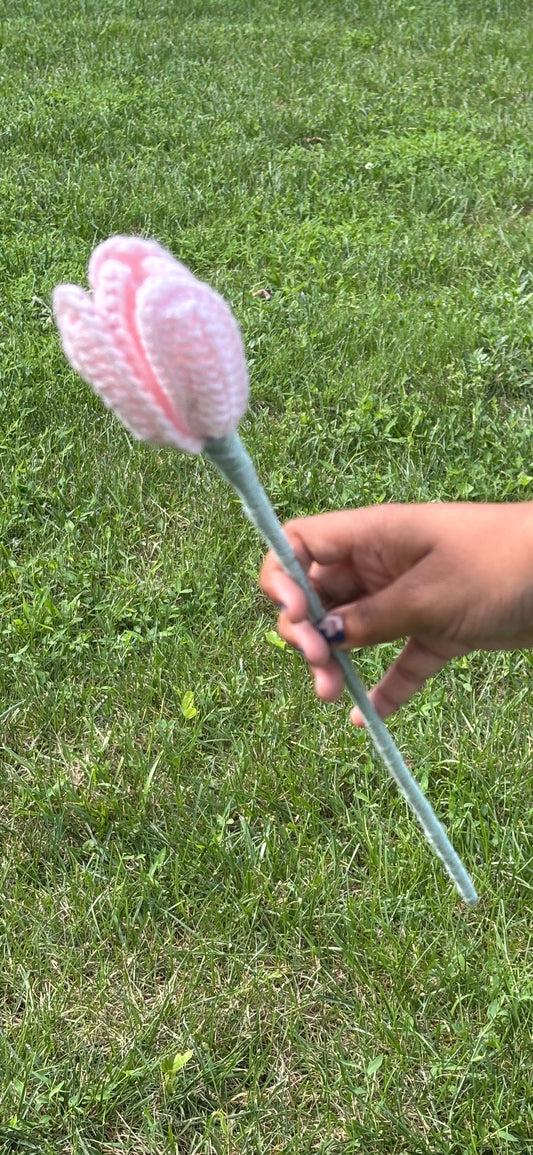 Single Tulip